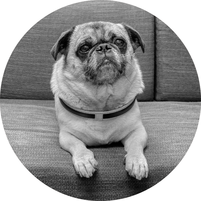 Fotografie von Hund Chicco