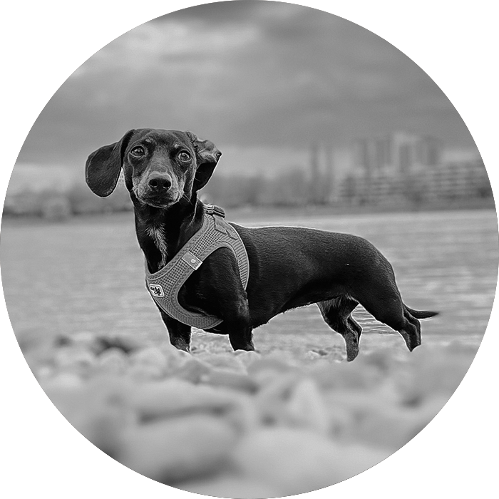 Fotografie von Hund Elsa