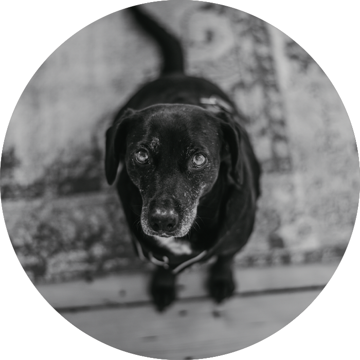 Fotografie von Hund Moni