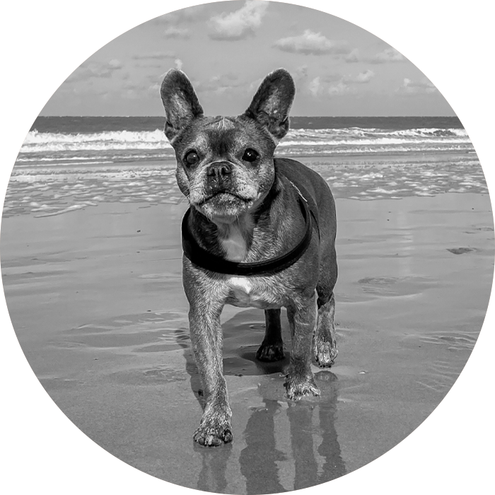 Fotografie von Hund Roxy